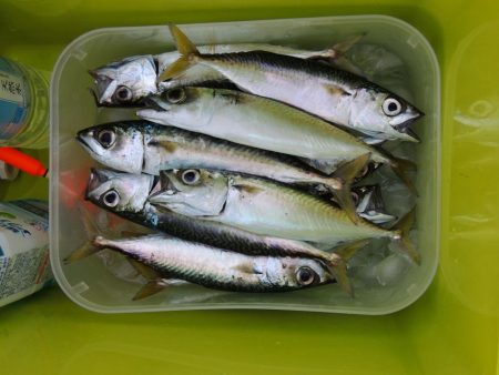 アジを狙ったがサバばかり