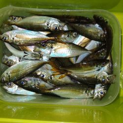 小アジ　夕暮れに入れ食い