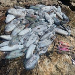 2025 佐渡ヶ島エギング Vol.4【9月6日】