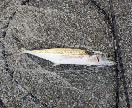 祭りが終わって平和な貝塚人工島でした。