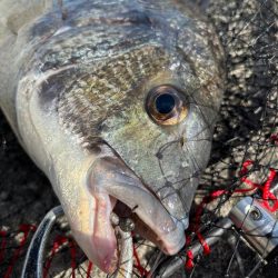 ヘチってきました