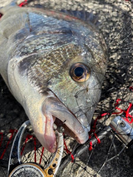 ヘチってきました