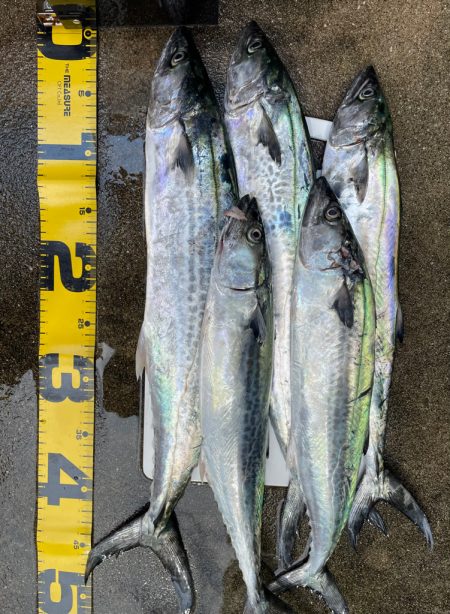 3連休　釣り三昧‼️