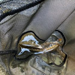 今シーズンラスト渓流 後編