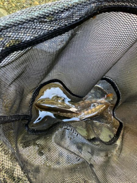 今シーズンラスト渓流 後編