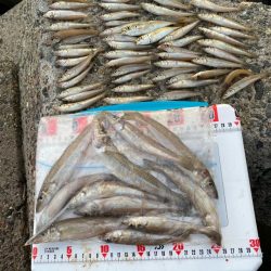 進撃のシロギスタ