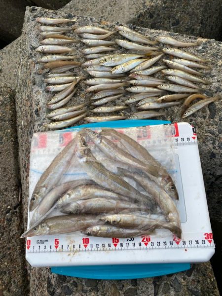 進撃のシロギスタ