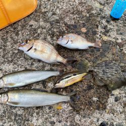 午後からファミリーフィッシングサビキ