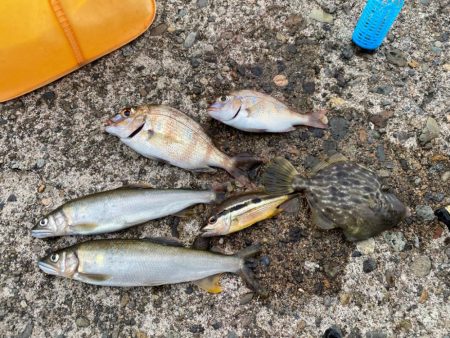 午後からファミリーフィッシングサビキ