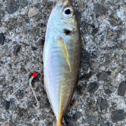 ジグサビキ　34