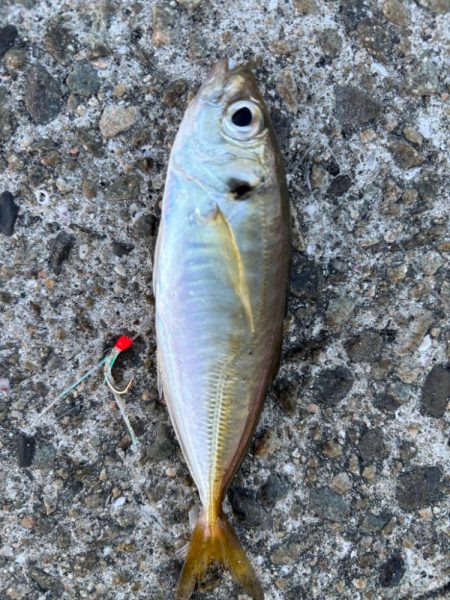 ジグサビキ　34