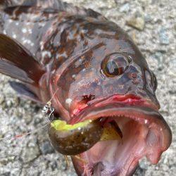 デイアコウがんばる・・・アコウ１