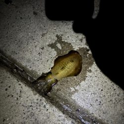 久々のイカ釣り