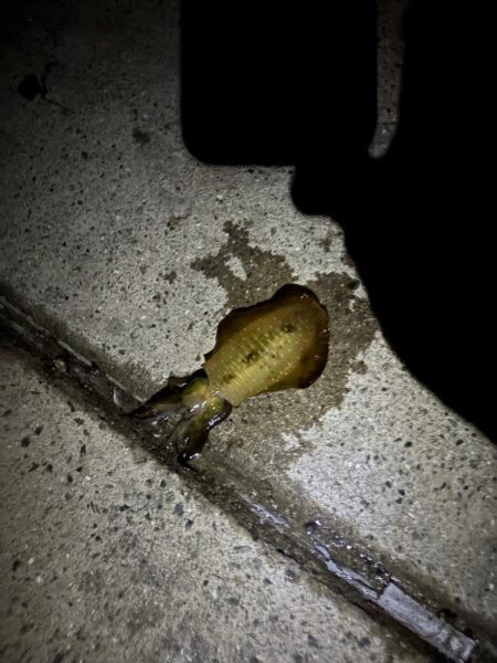 久々のイカ釣り