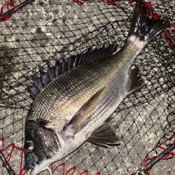 ヘチってきました