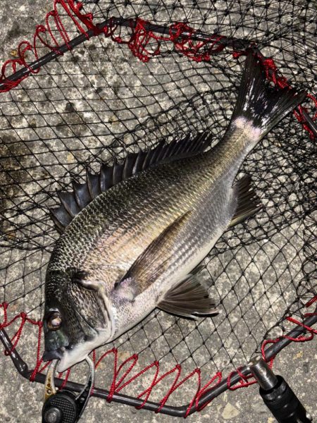 ヘチってきました