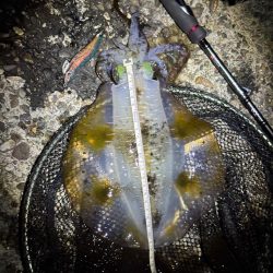 大阪秋エギング最盛期