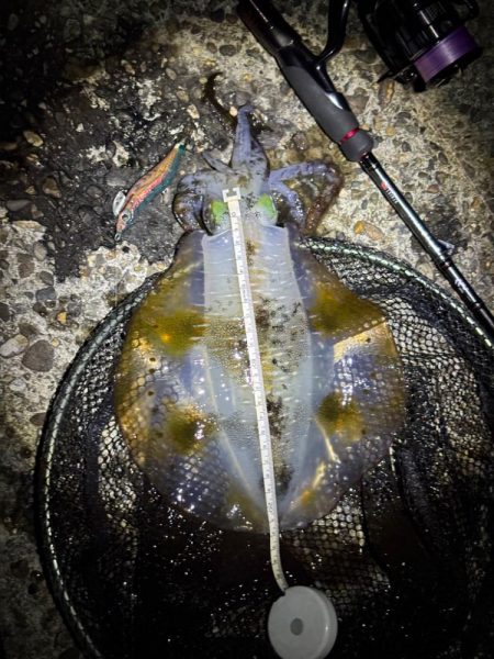 大阪秋エギング最盛期