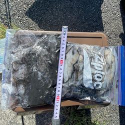 今日は、デカめも釣れました〜‼️