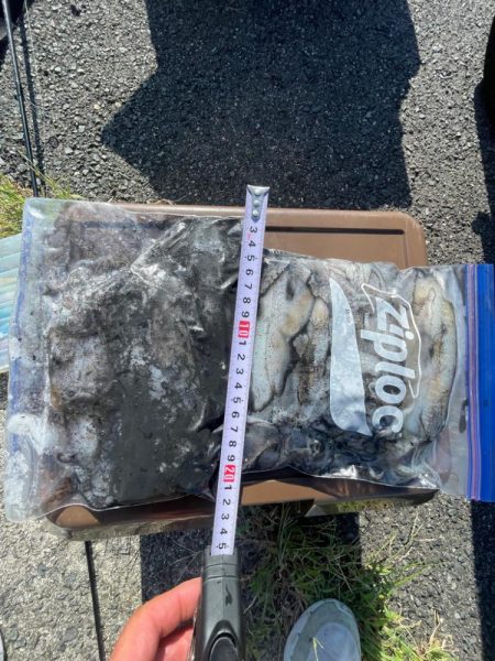 今日は、デカめも釣れました〜‼️