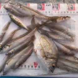 まだまだ暑い、夕刻のシロギスタ