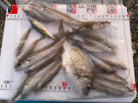 まだまだ暑い、夕刻のシロギスタ