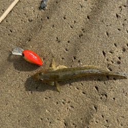 今日もやっぱりハゼクラ！