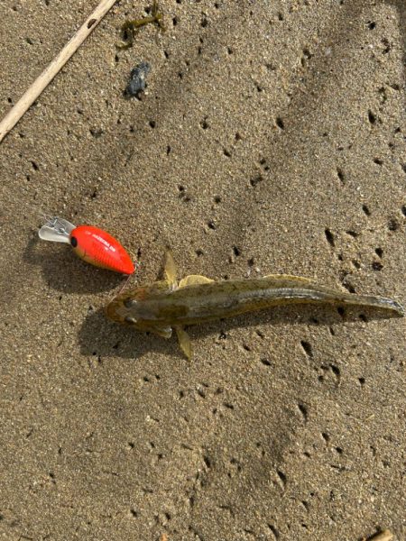 今日もやっぱりハゼクラ！