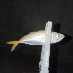 連日連夜アジング