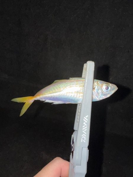 連日連夜アジング