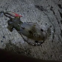 秋イカスタート