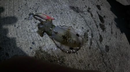 秋イカスタート