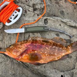 ニューロッドの鱗付け