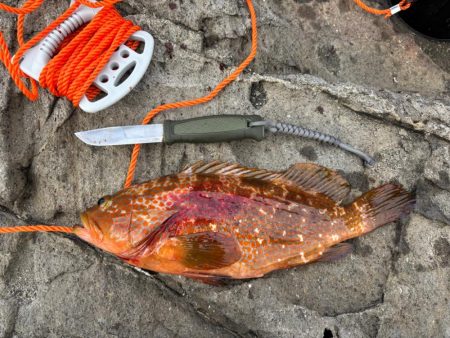 ニューロッドの鱗付け