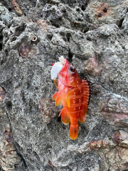 濁りと暑さの闘い