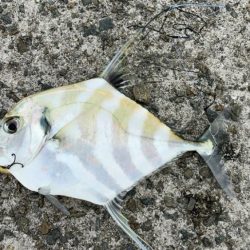 ワームで青物釣り