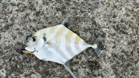 ワームで青物釣り