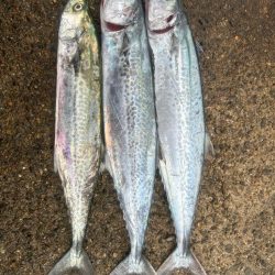 今週もサゴシ好調！