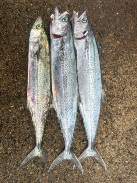 今週もサゴシ好調！