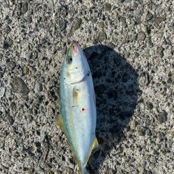 ３ヶ月ぶりの青物