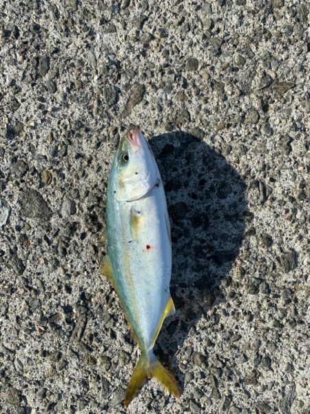 ３ヶ月ぶりの青物