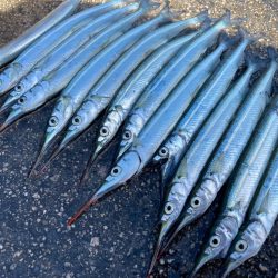 サヨリと、イワシ