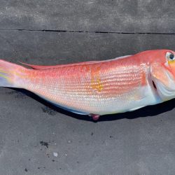 オフショアライトゲーム