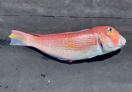 オフショアライトゲーム