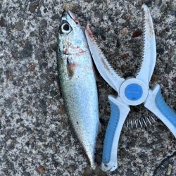 ジグサビキ　35