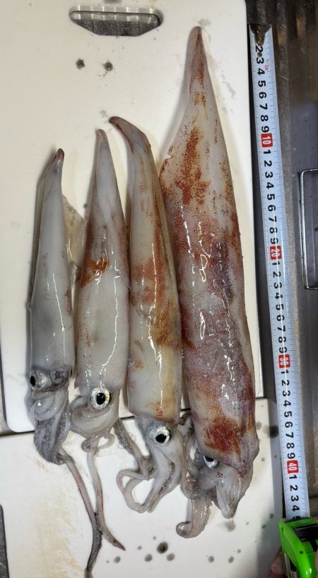 激渋イカメタル🦑