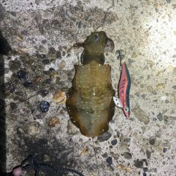 珍しくエギング