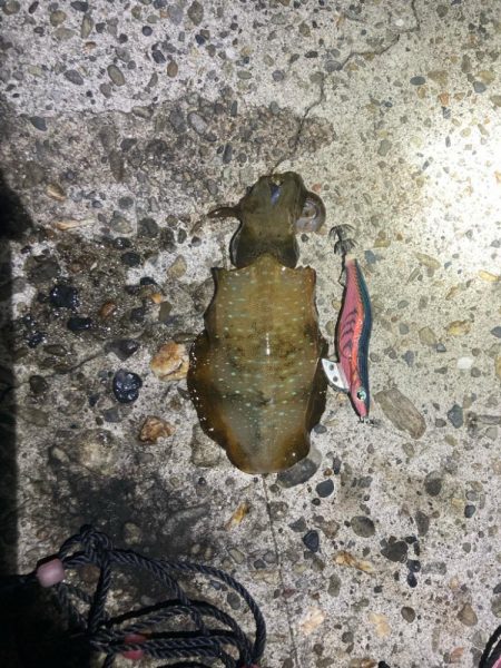 珍しくエギング