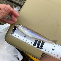 キスも良いがガッチョがでかい