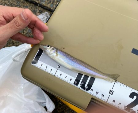 キスも良いがガッチョがでかい